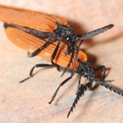 Porrostoma sp. (genus) (Lycid, Net-winged beetle) at Wee Jasper, NSW - 29 Oct 2018 by Harrisi