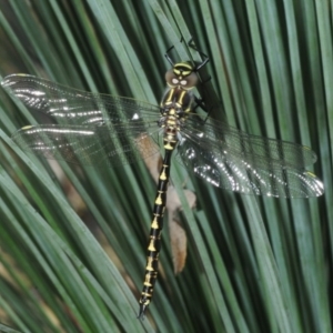 Notoaeschna sagittata at Wee Jasper, NSW - 30 Oct 2018