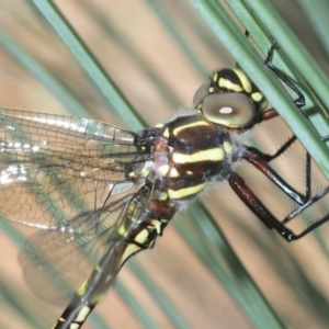 Notoaeschna sagittata at Wee Jasper, NSW - 30 Oct 2018