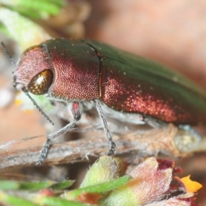 Melobasis propinqua at Nicholls, ACT - 31 Oct 2018