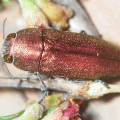 Melobasis propinqua at Nicholls, ACT - 31 Oct 2018 10:46 PM