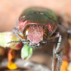 Melobasis propinqua at Nicholls, ACT - 31 Oct 2018 10:46 PM