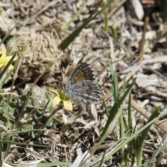 Lucia limbaria (Chequered Copper) at Michelago, NSW - 29 Oct 2018 by Illilanga