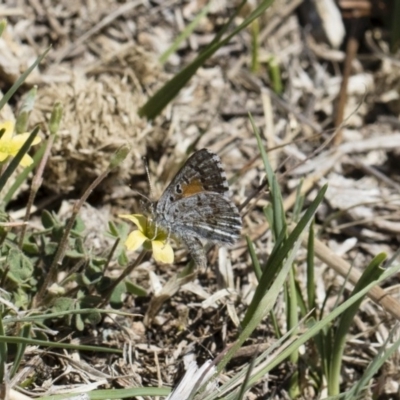 Lucia limbaria (Chequered Copper) at Illilanga & Baroona - 29 Oct 2018 by Illilanga