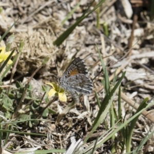 Lucia limbaria at Michelago, NSW - 29 Oct 2018