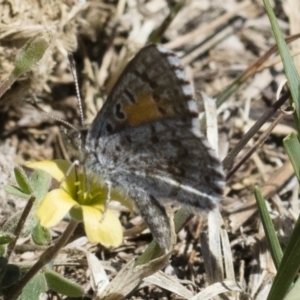 Lucia limbaria at Michelago, NSW - 29 Oct 2018