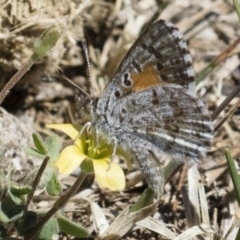 Lucia limbaria at Michelago, NSW - 29 Oct 2018