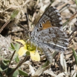 Lucia limbaria at Michelago, NSW - 29 Oct 2018