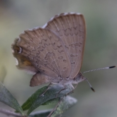 Paralucia pyrodiscus (Fiery Copper) at Michelago, NSW - 28 Dec 2017 by Illilanga