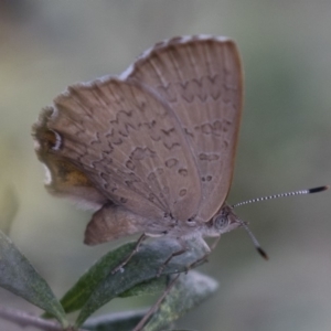 Paralucia pyrodiscus at Michelago, NSW - 28 Dec 2017