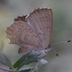 Paralucia pyrodiscus at Michelago, NSW - 28 Dec 2017