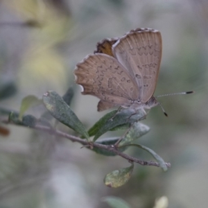 Paralucia pyrodiscus at Michelago, NSW - 28 Dec 2017