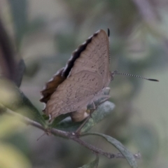 Paralucia pyrodiscus at Michelago, NSW - 28 Dec 2017