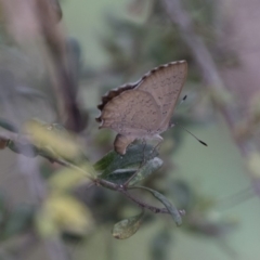 Paralucia pyrodiscus at Michelago, NSW - 28 Dec 2017