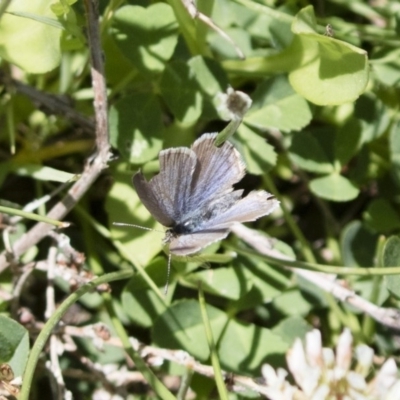 Zizina otis (Common Grass-Blue) at Michelago, NSW - 29 Oct 2018 by Illilanga