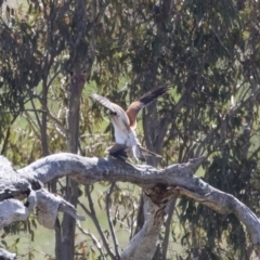 Falco cenchroides (Nankeen Kestrel) at Michelago, NSW - 29 Oct 2018 by Illilanga