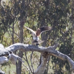 Falco cenchroides at Michelago, NSW - 29 Oct 2018