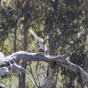 Falco cenchroides at Michelago, NSW - 29 Oct 2018