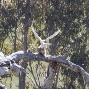 Falco cenchroides at Michelago, NSW - 29 Oct 2018 09:09 AM