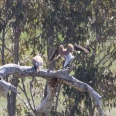 Falco cenchroides at Michelago, NSW - 29 Oct 2018