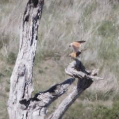 Falco cenchroides (Nankeen Kestrel) at Illilanga & Baroona - 29 Oct 2018 by Illilanga