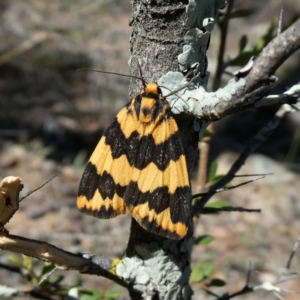 Termessa shepherdi at Jerrabomberra, NSW - 30 Oct 2018 09:19 AM