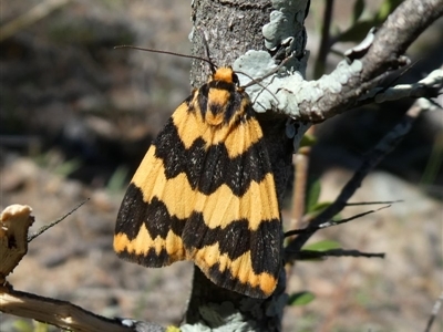 Termessa shepherdi (Shepherd's Footman) at Jerrabomberra, NSW - 29 Oct 2018 by Wandiyali