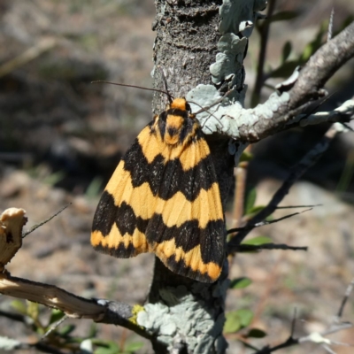 Termessa shepherdi (Shepherd's Footman) at Jerrabomberra, NSW - 30 Oct 2018 by Wandiyali