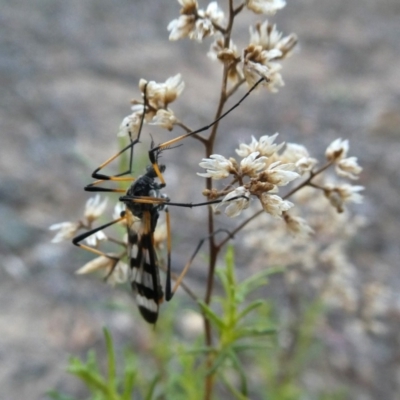 Gynoplistia (Gynoplistia) bella (A crane fly) at Googong, NSW - 29 Oct 2018 by Wandiyali