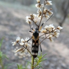 Gynoplistia (Gynoplistia) bella at Googong, NSW - 29 Oct 2018 05:24 AM