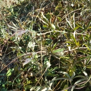 Passiflora caerulea at Griffith, ACT - 31 Oct 2018