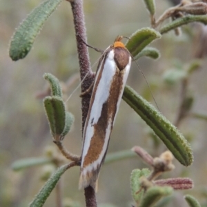 Phytotrypa propriella at Tennent, ACT - 16 Oct 2018