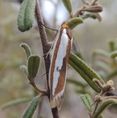 Phytotrypa propriella at Tennent, ACT - 16 Oct 2018