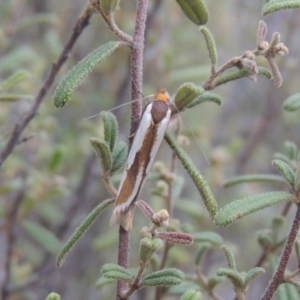 Phytotrypa propriella at Tennent, ACT - 16 Oct 2018