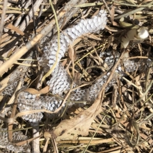 Delma sp. (genus) at Symonston, ACT - 1 Nov 2018