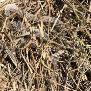 Delma sp. (genus) at Symonston, ACT - 1 Nov 2018