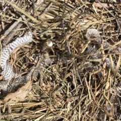 Delma sp. (genus) at Symonston, ACT - 1 Nov 2018