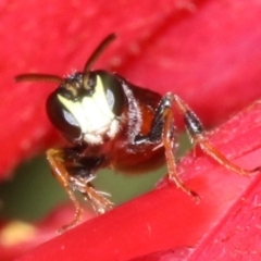 Hylaeus (Prosopisteron) littleri (Hylaeine colletid bee) at Ainslie, ACT - 1 Nov 2018 by jbromilow50