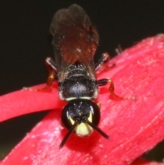 Hylaeus (Prosopisteron) littleri at Ainslie, ACT - 1 Nov 2018 01:15 PM