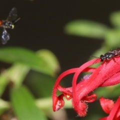 Hylaeus (Prosopisteron) littleri at Ainslie, ACT - 1 Nov 2018 01:15 PM