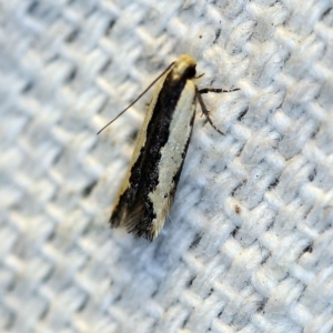 Ardozyga mesochra and similar species at O'Connor, ACT - 27 Oct 2018 08:15 PM