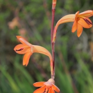 Watsonia meriana var. bulbillifera at undefined - 1 Nov 2018 06:21 AM