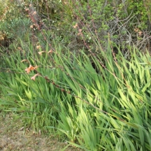 Watsonia meriana var. bulbillifera at undefined - 1 Nov 2018 06:21 AM