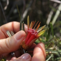 Lambertia formosa (Mountain Devil) at Undefined - 29 Oct 2018 by nickhopkins