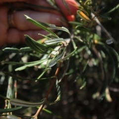 Lambertia formosa at undefined - 30 Oct 2018