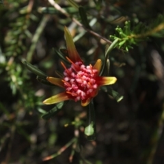 Lambertia formosa at undefined - 30 Oct 2018