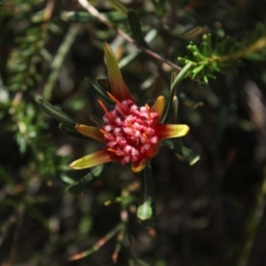 Lambertia formosa at undefined - 30 Oct 2018