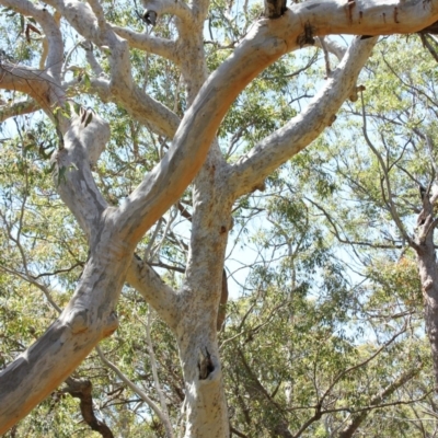 Native tree with hollow(s) (Native tree with hollow(s)) at Undefined - 30 Oct 2018 by nickhopkins