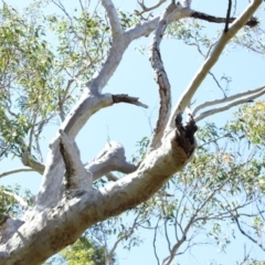 Native tree with hollow(s) (Native tree with hollow(s)) at Undefined - 29 Oct 2018 by nickhopkins