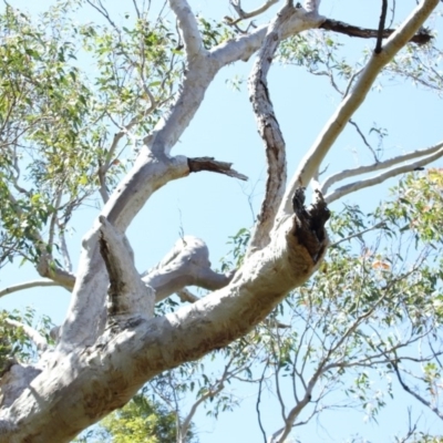 Native tree with hollow(s) (Native tree with hollow(s)) at Undefined - 30 Oct 2018 by nickhopkins